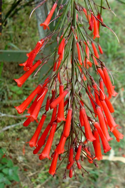 Russelia equisetiformis